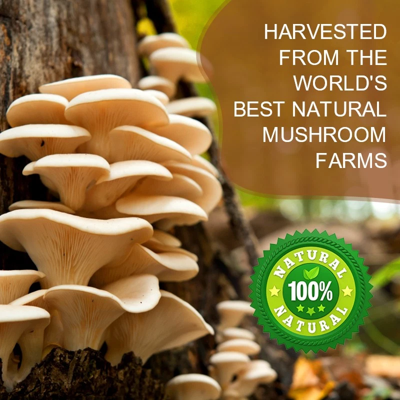 10x Mushroom Complex Supplement, Lions Mane, Reishi, Shiitake, Immune Capsule — image 5
